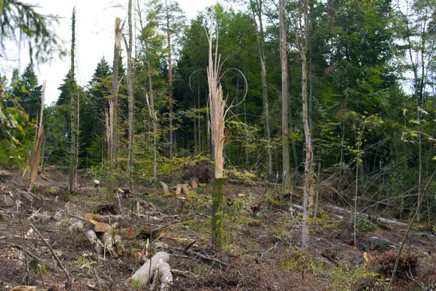 Imagem ilustrativa de Supressão florestal no pará